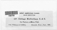 Ustilago mulfordiana image
